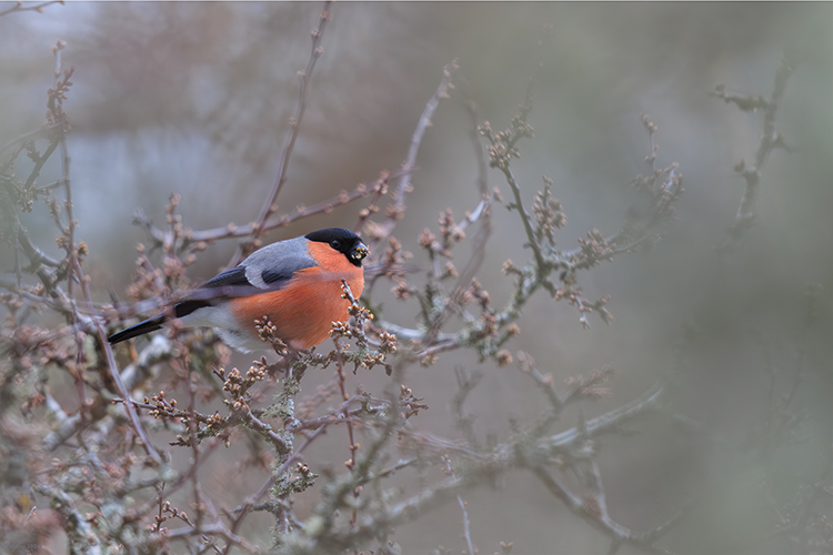 Male Bull finch in breeding plumage
